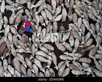 Aus der Vogelperspektive eines Hirten in roter und blauer Kleidung inmitten eines Meeres von Schafen, deren Wollmäntel eine strukturierte Landschaft bilden, Ninh Thuan, Ninh Thuận, VI Stockfoto