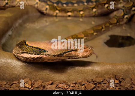 Netzpython, die längste Schlange der Welt aus Südostasien. Stockfoto