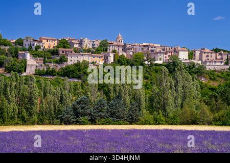 Ein blühendes Lavendelfeld im Dorf Sault, Provence, Luberon, frankreich, Europa. Stockfoto