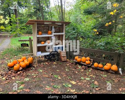 Selbstbedienungstankstelle auf dem Land mit orangen Kürbissen und frischen Eiern in einer rustikalen Waldkulisse im Herbst. Stockfoto