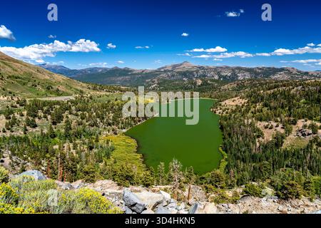 Panoramablick auf das grüne Wasser des Red Lake von der Carson Pass Area in Kalifornien aus. Kiefernwälder und Berge umgeben den See unter einem tiefblauen Himmel mit weißen Wolken Stockfoto
