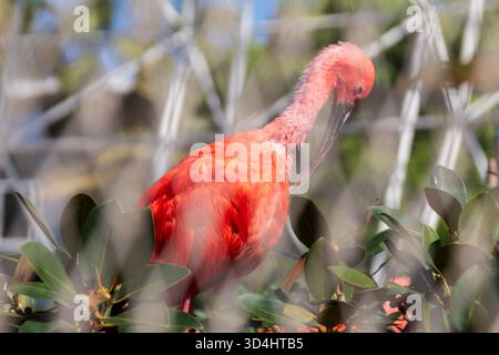 Ein leuchtendes Scharlachrot-orangefarbenes Ibis-Federn, teilweise verdeckt von grünen Blättern und einem Maschendrahtzaun. Stockfoto