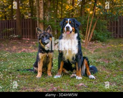 Zwei Hunde, die neben jedem Hund sitzen, einer ein deutscher Schäferhund und ein erwachsener berner Stockfoto