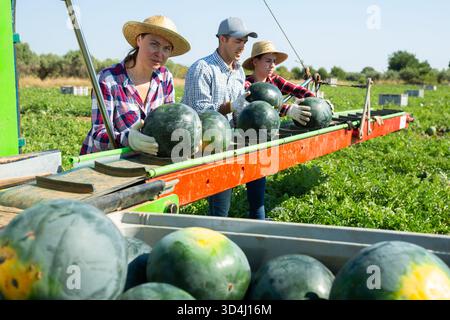 Gruppe von Landarbeitern, die Wassermelonen pflücken und auf der Ernteplattform auf dem Feld arbeiten Stockfoto