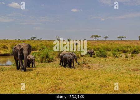 Elefanten versammeln sich an einem Wasserloch im tansanischen Serengeti-Nationalpark, um Feuchtigkeit zu spenden und sich von der afrikanischen Hitze abzukühlen. Stockfoto