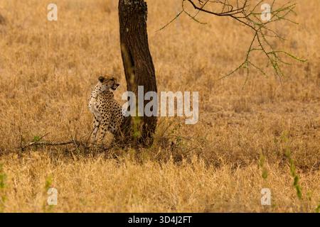 Ein Gepard markiert sein Territorium auf einem Baum im Serengeti-Nationalpark in Tansania. Das hohe Gras sorgt für eine hervorragende Tarnung. Stockfoto