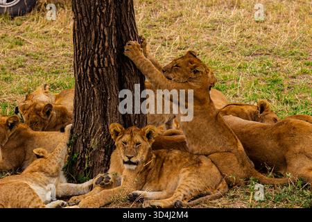 Löwenjungen spielen in der Nähe eines Baumes im tansanischen Serengeti-Nationalpark. Ein Junges kratzt am Baum, während andere ruhen. Stockfoto