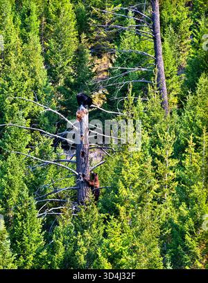 Zwei junge Schwarzbärenjunge klettern auf einen toten Baum, schnappen sich in einem dichten Kiefernwald. Ein Jungtier sitzt oben, während das andere im Yellowstone-Nationalpark, Wyoming, aufsteigt Stockfoto