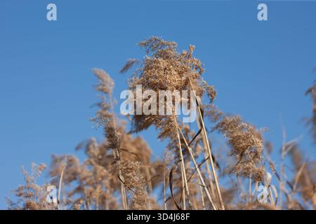 Nahaufnahme der blühenden Spitzen des gewöhnlichen Schilfes Phragmites australis in der Trockenzeit des afrikanischen Sees Stockfoto