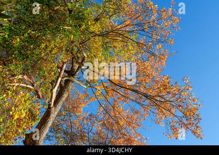 Rotes Ahornblatt mit orangefarbenen und gelben Blättern gemischt mit Roundleaf greenbrier-Reben vor blauem Himmel auf der Charles River Peninsula, Massachusetts. Stockfoto