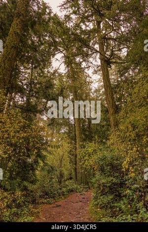 Ein vertikaler, flacher Blick auf sehr hohe, moosbedeckte Bäume, die einen felsigen Wanderweg in einem dichten Herbstwald säumen. Stockfoto
