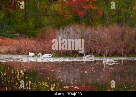 Stumme Schwanenfamilie mit zwei grauen jungen Zygneten auf reflektierendem Teich neben Schilf und Herbstbäumen auf der Charles River Peninsula in Needham, Massachusetts. Stockfoto
