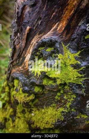 Ein Makrofoto mit Detaildetails erfasst den Kontrast von hellgrünem, lebendem Moos gegen die dunkle, nasse und strukturierte Rinde eines Baumstamms und hebt na hervor Stockfoto
