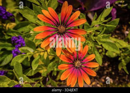 Ein großes Makrofoto von zwei wunderschönen Osteospermum-Blüten (afrikanische Gänseblümchen), die ihre leuchtenden orangefarbenen Blüten zeigen, die verblassen Stockfoto