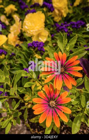 Ein lebhaftes Nahfoto eines gemischten Blumenbeets mit zwei orangefarbenen und violetten Osteospermum (afrikanische Gänseblümchen) im Vordergrund und verschwommenem Gelb b Stockfoto