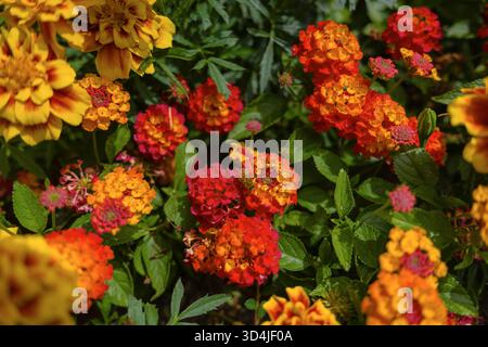 Ein lebhaftes Foto von oben nach unten von einem gemischten Gartenbett mit farbenfrohen Häusern roter und orangener lantana-Blüten und gelb-orangenem Marigo Stockfoto
