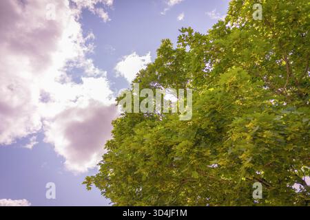 Ein Niedrigwinkelfoto, der durch die hellen, sonnendurchfluteten grünen Blätter eines Baumkastens hinaufblickt. Ein blauer Himmel mit weichen, rosa getönten weißen Wolken ist im sichtbar Stockfoto