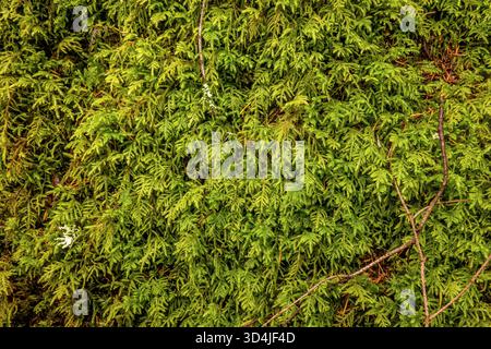 Ein Makrofoto von oben nach unten, das die komplizierte, lebendige grüne Textur eines dichten Waldmoos mit kleinen Zweigen feststellt. Stockfoto