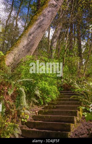 Stein- oder Betontreppen, bedeckt mit Moos, steigen Sie auf einem Wanderweg auf einen Hügel, umgeben von üppigen grünen Farnen, Büschen und großen moosigen Bäumen in gemäßigter Atmosphäre Stockfoto