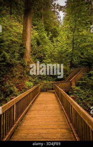 Ein vertikaler Blick auf eine hölzerne Promenade und eine Treppe, die sich durch einen üppigen, grünen, gemäßigten Regenwald schlängelt. Stockfoto
