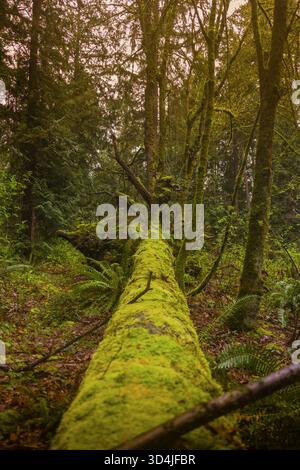 Eine perspektivische Aufnahme mit Blick auf die Länge eines großen, gefallenen Baumstamms, der vollständig mit hellgrünem Moos bedeckt ist, umgeben von Farnen und tr Stockfoto