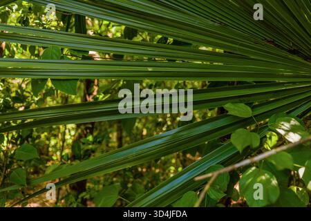 Ein horizontales Nahfoto, das die Linien, Texturen und Muster einer großen, grün aufgefächerten Palmenwedel in einem sonnendurchfluteten tropischen Wald festlegt Stockfoto