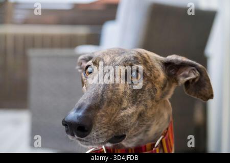 Ein Nahaufnahme-Porträt mit geringer Tiefenschärfe eines windhund-Hundes, der sich auf sein Gesicht und große, ausdrucksstarke braune Augen konzentriert, mit einem verschwommenen Indoor B Stockfoto