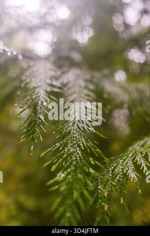 Ein Nahbild mit geringer Schärfentiefe, das einen grünen Zedernteig mit seinen schuppenartigen Nadeln, die von frischen Regentropfen und einem weichen, verschwommenen b gekennzeichnet sind, fokussiert Stockfoto