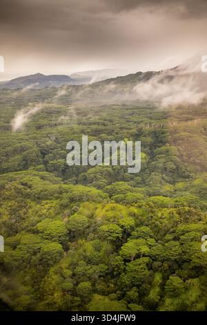 Ein Hochwinkelfoto mit Blick auf ein riesiges, dichtes, grünes Regenwalddach in Kauai, Hawaii. Niedrige Wolken und Nebel ziehen über die Bäume und Berge hinein Stockfoto