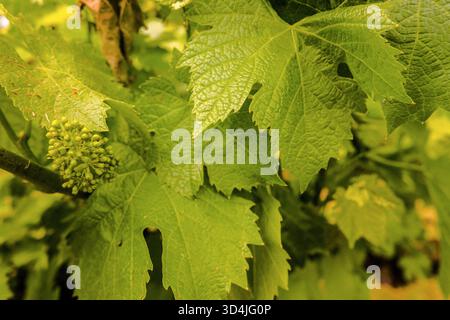 Ein extremes Nahaufnahme, Makrofoto einer Gruppe von kleinen, grünen, unentwickelten Traubenknospen (Traubenblüten) auf einer Weinrebe, umgeben von strukturierten grünen Leaves Stockfoto