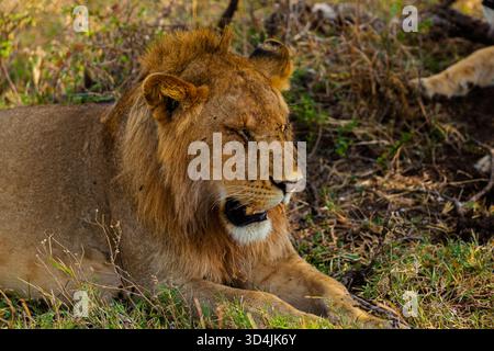 Ein männlicher Löwe ruht im Serengeti-Nationalpark in Tansania. Er ruht sich wahrscheinlich aus, um Energie für die Jagd zu sparen oder sein Territorium zu schützen. Stockfoto