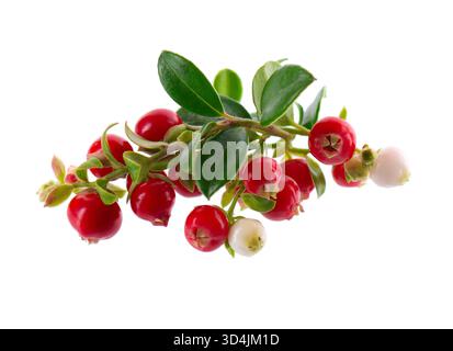 Frische Cowbeeren mit Blättern, isoliert auf weißem Hintergrund. Reife Preiselbeere, Heidelbeere, Preiselbeere. Beschneidungspfad. Stockfoto