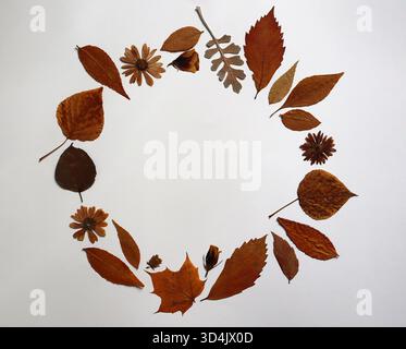 Kreisförmiger Rahmen aus Komposition von trockenen Herbstblättern und Blüten in Terrakottatönen auf weißem, hellgrauem Hintergrund. Natürliche, saisonale Einrichtung mit Kopierbereich. Flach, Herbarium, Kranz, Collage. Stockfoto