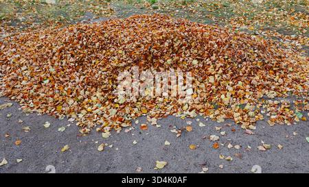 Herbstblätter auf einem Haufen gesammelt. Herbstkonzept, Laubfall. Stockfoto