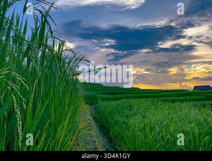 Grüne Reisterrassen mit üppiger landwirtschaftlicher Landschaft. Terrassen-Reisfelder, die den ökologischen Landbau im ländlichen Asien demonstrieren. Reiseziele Umgebung Stockfoto