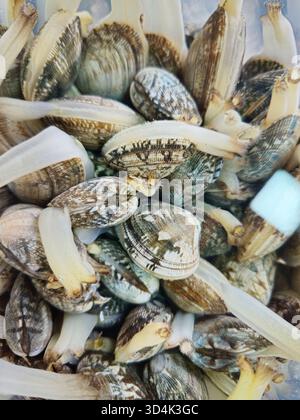 Nahaufnahme von Live-Manila-Muscheln mit Siphons Extended Stockfoto