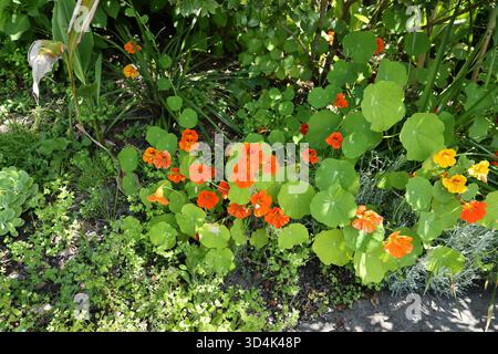 Orange Kapuzinerkresse im Gartenbeet Stockfoto