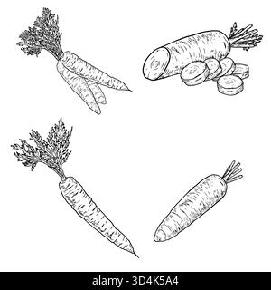 Reife Karotten, ganz und in Scheiben und Kreise geschnitten, Schwarzweiß-Skizze. Vektorabbildung. Bauerngemüse, das Set ist isoliert auf einem weißen Rücken Stock Vektor