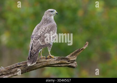 Juveniler Bussard auf einem Baumzweig, Nordwales, buteo buteo Stockfoto
