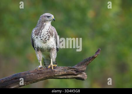 Juveniler Bussard auf einem Baumzweig, Nordwales, buteo buteo Stockfoto
