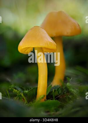 Goldene Wachskappe (Hygrocybe chlorophana) mit schleimigen gelben Kappen und Kiemen, wächst in unverbessertem Grünland. Ein lebendiger Herbstpilz von konservierendem Interesse Stockfoto