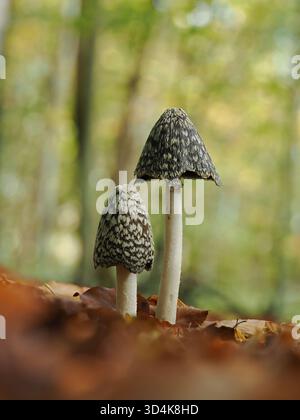 Magpie-Tintenpilze (Coprinopsis picacea), die im Herbst von einem blattbedeckten Waldboden auftauchen. Bekannt für ihre auffälligen schwarz-weißen Kappen Stockfoto
