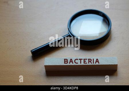 Bakterienkonzept. Wort auf einem Holzblock neben einer Lupe geschrieben Stockfoto