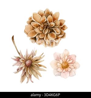 Herbstblumen Set. Dahlia Chrysanthemum Aster. Aquarell Hand gezeichnete florale Illustration isoliert auf weißem Hintergrund für Hochzeit Design Heimtextilien Stockfoto
