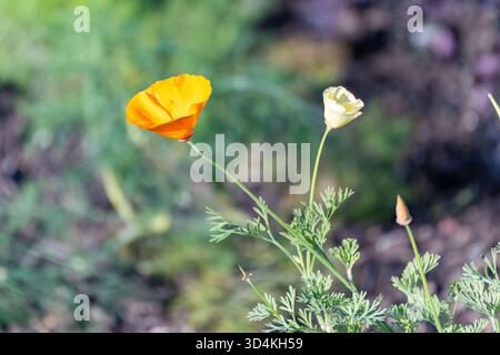 Zwei zarte Mohnblumen schwanken in sanfter Sonne, eine Orange, eine blass. Gefiederte Blätter und eine geschlossene Knospe stehen vor einem cremigen Bokeh. Stockfoto