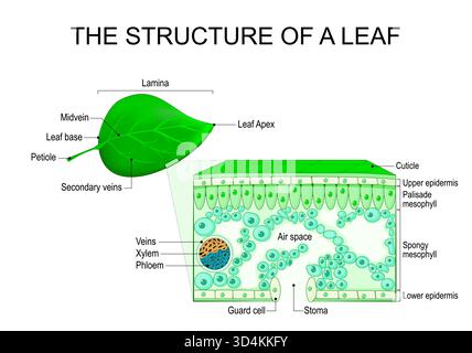 Blattstruktur und Anatomie. Nahaufnahme eines Teils der Anlage. Querschnitt des Blattes. Vektorabbildung Stock Vektor