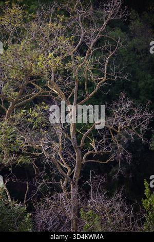 Verdrehte Gliedmaßen prägen grüne Silhouetten inmitten ruhiger Wälder Stockfoto