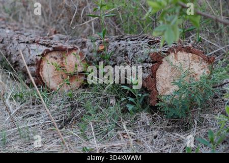 Frisch geschnittene Baumstämme liegen auf dem Boden in natürlicher Vegetation Stockfoto