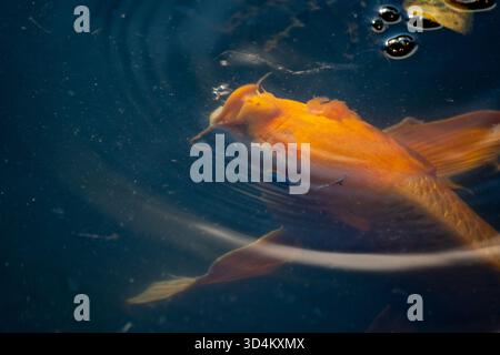 Amurkarpfen (Cyprinus rubrofuscus) im Teich der Kaiserpalastgärten, Tokio, Japan Stockfoto