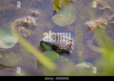Der amerikanische Bullfrosch (Lithobates catesbeianus) wurde in den Teich der Imperial Palace Gardens in Japan eingeführt Stockfoto